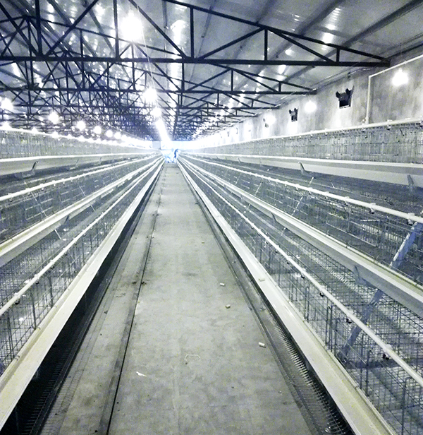 蛋鸡设备应该如何选。。。。。。？？？？？？？？阶梯式好还是层叠式好呢？？？？？？？？