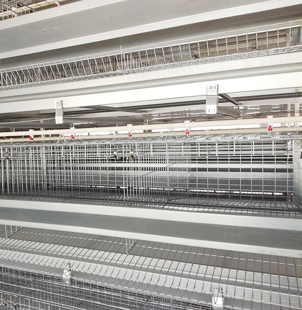 几种广泛应用的鸡笼全自动养鸡设备